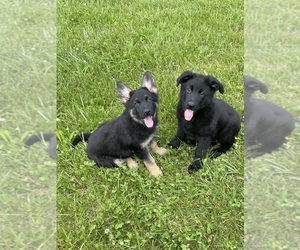German Shepherd Dog Puppy for sale in WEST LIBERTY, KY, USA
