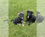 Small German Shepherd Dog