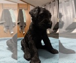 Small Photo #18 Schnauzer (Giant) Puppy For Sale in BAXLEY, GA, USA