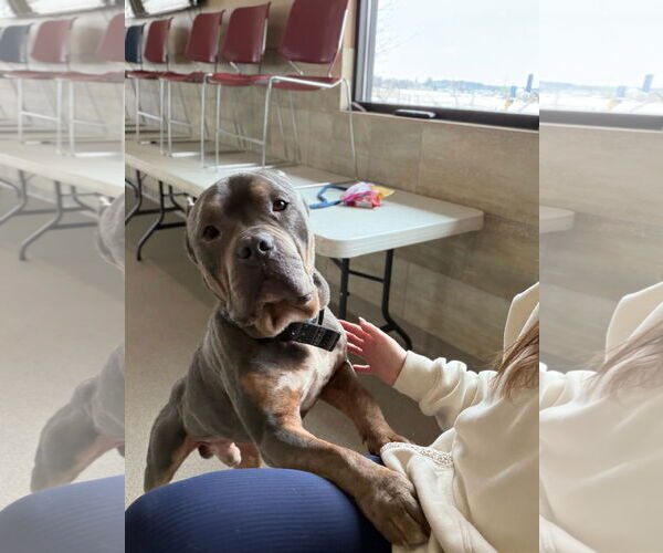 Medium Photo #8 Mutt Puppy For Sale in Jefferson, WI, USA