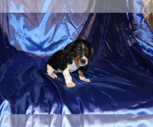 Dachshund Puppy for sale in BLOOMINGTON, IN, USA