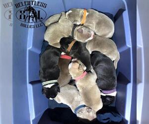 American Bully Puppy for sale in DAYTON, OH, USA