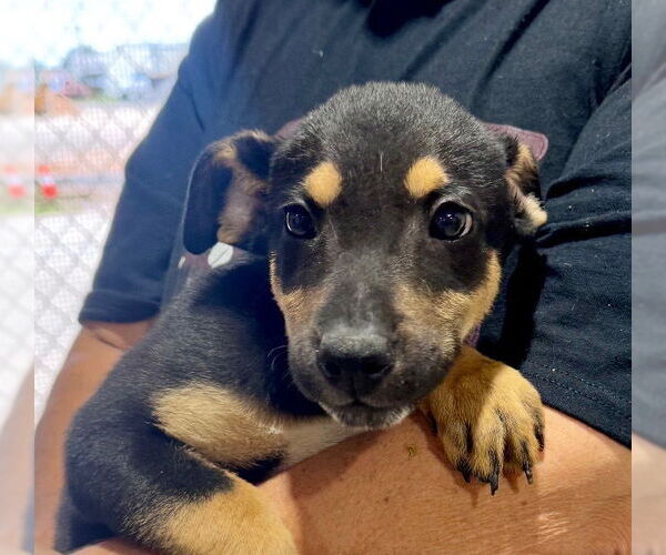 Medium Photo #6 Labbe Puppy For Sale in Princeton, MN, USA