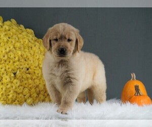 Golden Retriever Puppy for sale in FREDERICKSBURG, OH, USA