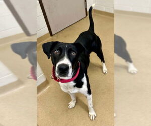 Shepradors Dogs for adoption in Derwood, MD, USA