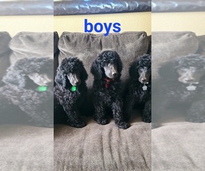 Poodle (Standard) Puppy for sale in AVONDALE, AZ, USA