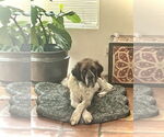 Small #3 Saint Bernard
