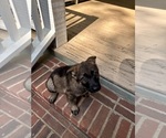 Puppy Royal German Shepherd Dog