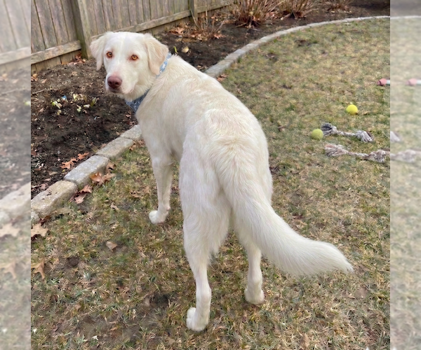 Medium Photo #4 Labrenees Puppy For Sale in Grovertown, IN, USA
