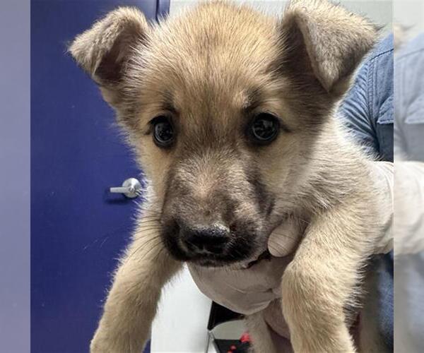 Medium Photo #1 Siberian Husky Puppy For Sale in Bakersfield, CA, USA