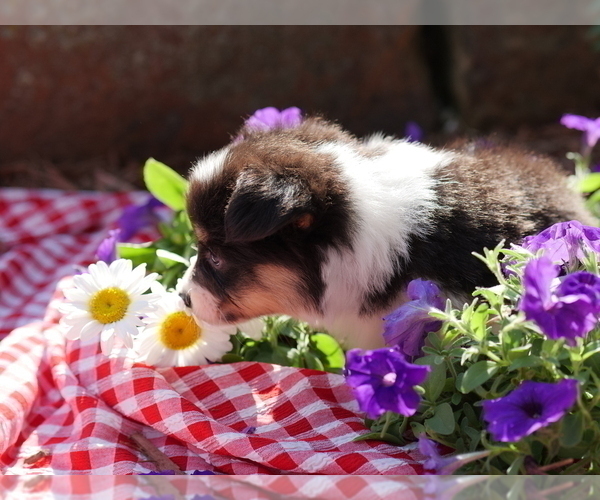 Medium Photo #4 Pembroke Welsh Corgi Puppy For Sale in SPRINGFIELD, MO, USA