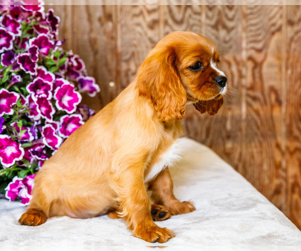 Medium Photo #8 Cavalier King Charles Spaniel Puppy For Sale in WAKARUSA, IN, USA