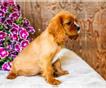 Small #7 Cavalier King Charles Spaniel