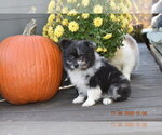 Small Photo #10 Pom-Shi Puppy For Sale in DINWIDDIE, VA, USA