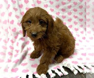 Goldendoodle (Miniature) Puppy for sale in ARCOLA, IL, USA