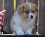 Puppy Puppy 2 American Corgi