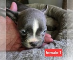 Small #3 Faux Frenchbo Bulldog