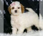 Small #3 Poodle (Toy)