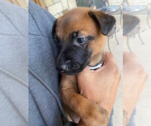 Belgian Malinois Puppy for sale in MINGUS, TX, USA
