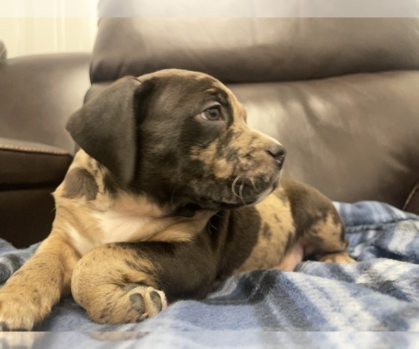 Medium Photo #139 American Bully Puppy For Sale in REESEVILLE, WI, USA