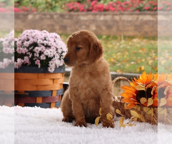 Medium Photo #4 Goldendoodle Puppy For Sale in GAP, PA, USA