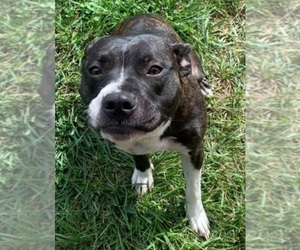 Mother of the American Staffordshire Terrier puppies born on 12/03/2025