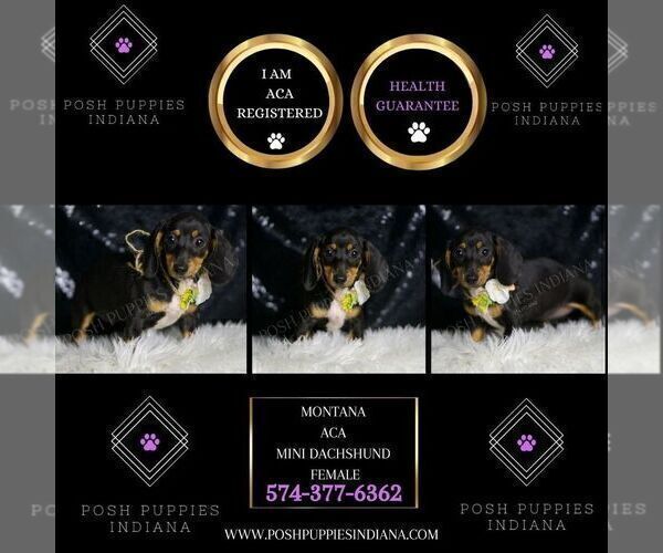 Medium Photo #50 Dachshund Puppy For Sale in WARSAW, IN, USA