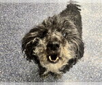 BARBARA - Female Poodle (Miniature)-Unknown Mix Dog for Adoption - Small photo