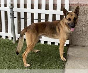 German Shepherd Dog Dogs for adoption in Modesto, CA, USA