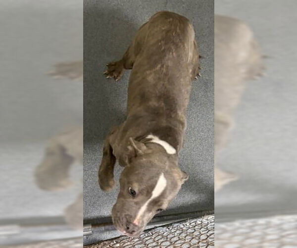 Medium Photo #1 Mutt Puppy For Sale in Glen Allen, VA, USA