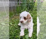 Small Photo #16 Cockapoo-Poodle (Miniature) Mix Puppy For Sale in SALEM, MO, USA