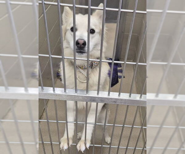 Medium Photo #1 Gerberian Shepsky Puppy For Sale in Decatur, IL, USA