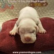 Small Photo #196 Dogo Argentino Puppy For Sale in PINEVILLE, MO, USA