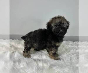 Poodle (Miniature) Puppy for sale in FRANKLIN, IN, USA