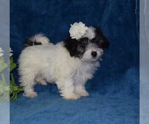 Maltipoo Puppy for sale in BARNESVILLE, KS, USA