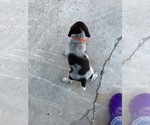 Puppy 2 German Wirehaired Pointer
