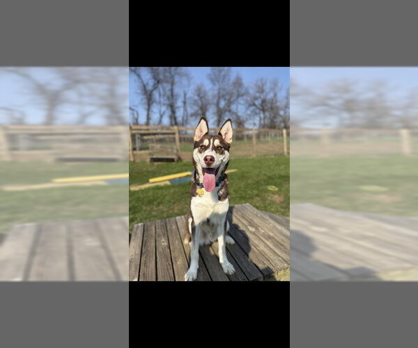 Medium Photo #1 Siberian Husky Puppy For Sale in Westminster, MD, USA