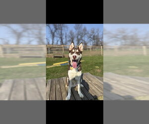 Siberian Husky Dogs for adoption in Westminster, MD, USA