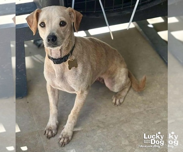 Medium Photo #2 Chihuahua-Unknown Mix Puppy For Sale in Washington, DC, USA