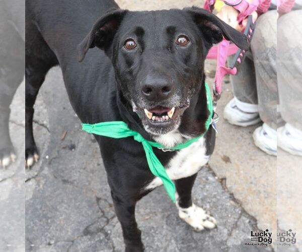 Medium Photo #3 Lab-Pointer Puppy For Sale in Washington, DC, USA