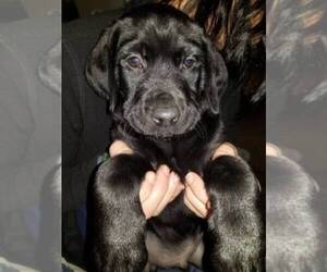 German Shorthaired Pointer-Poodle (Standard) Mix Puppy for sale in JAMUL, CA, USA