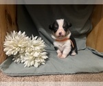 Small #3 Pembroke Welsh Corgi