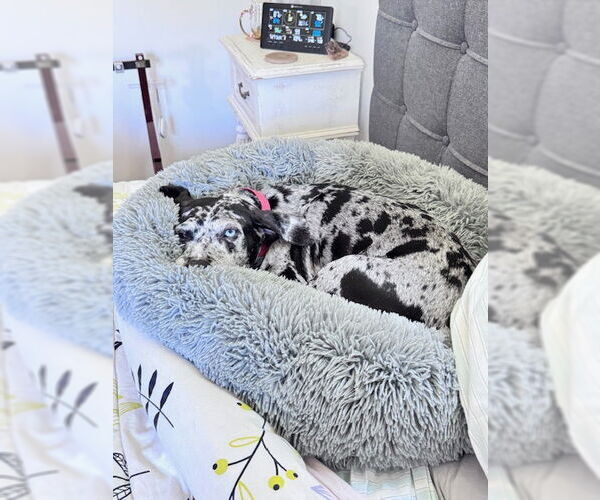 Medium Photo #13 Black and Tan Coonhound-Catahoula Leopard Dog Mix Puppy For Sale in Atlanta, GA, USA