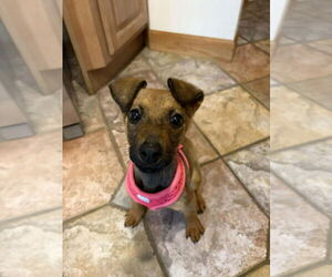 Mutt Dogs for adoption in Imlay City, MI, USA