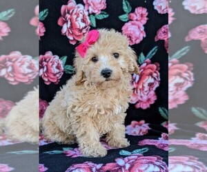 Poochon Puppy for sale in LEOLA, PA, USA
