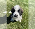 Small Photo #3 Bernese Mountain Dog-Saint Bernard Mix Puppy For Sale in NAMPA, ID, USA