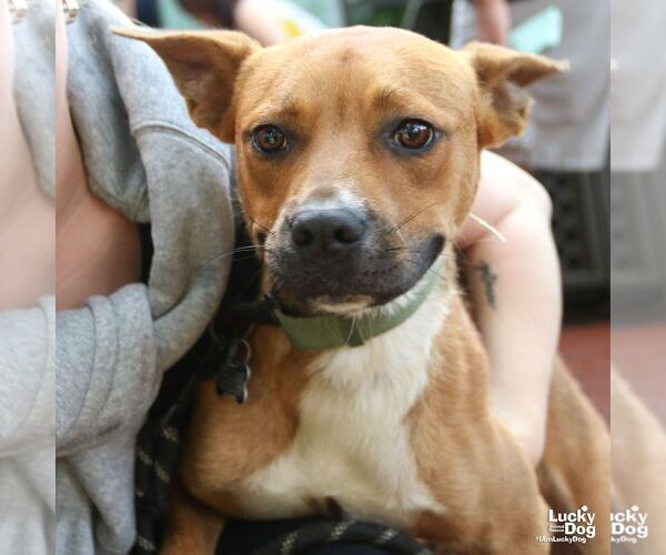 Medium Photo #8 Boxer-Unknown Mix Puppy For Sale in Washington, DC, USA