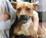 Small #7 Boxer Mix