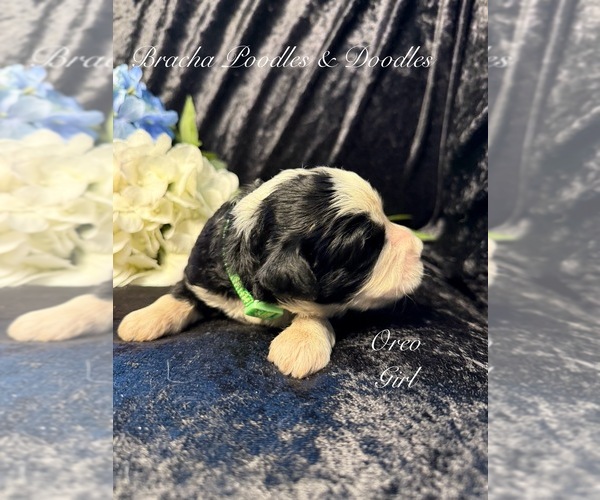 Medium Photo #3 Golden Mountain Doodle  Puppy For Sale in SAINT CLOUD, MN, USA
