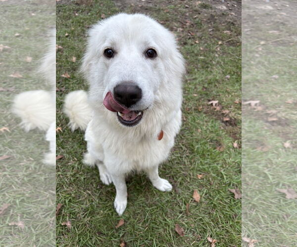 Medium Photo #1 Great Pyrenees Puppy For Sale in Mount Pleasant, SC, USA